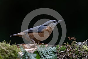 Eurasian Nuthatch Sitta europaea on a branch