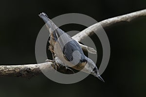 Eurasian Nuthatch Sitta europaea on a branch