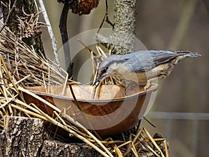 Eurasian nuthatch Sitta europaea eats sunflower seeds in a bright April day