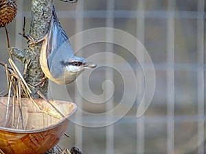 Eurasian nuthatch Sitta europaea eats sunflower seeds in a bright April day