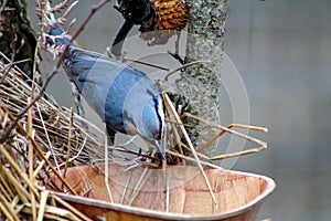 Eurasian nuthatch Sitta europaea eats sunflower seeds in a bright March day
