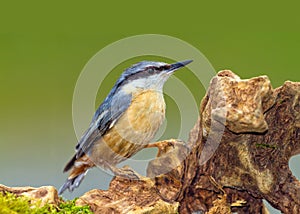 Eurasian Nuthatch - Sitta europaea searching for food.