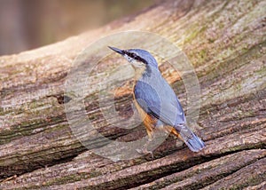 Eurasian Nuthatch - Sitta europaea searching for food.
