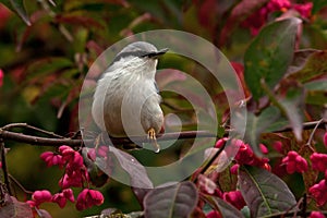 Eurasian Nuthatch. Sitta europaea sits on a Spindle tree on autumn