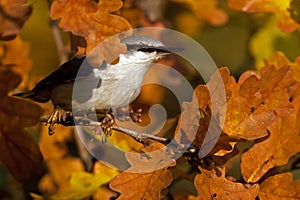 Eurasian Nuthatch. Sitta europaea sits on a tree on autumn