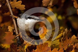 Eurasian Nuthatch. Sitta europaea sits on a tree on autumn