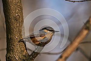 Eurasian nuthatch or Sitta europaea sitting on a branch.