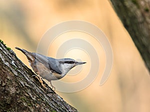 Eurasian Nuthatch, Sitta europaea, sitting on a tree trunk, vertical image