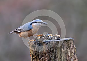 Eurasian nuthatch Sitta europaea sitting on a weathered trunk