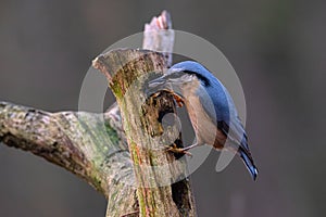 Eurasian nuthatch Sitta europaea sitting on a wethered branch