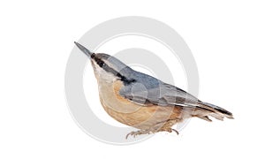 Eurasian Nuthatch (Sitta europaea) on Snow