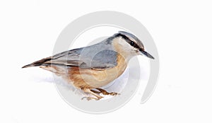 Eurasian Nuthatch (Sitta europaea) on Snow