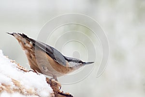 Eurasian nuthatch Sitta europaea in the snow, a small passerin