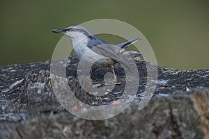 Eurasian nuthatch, (sitta europaea) at a tree stump photo