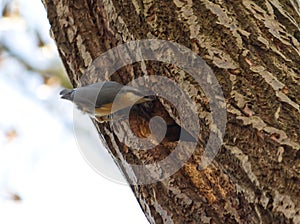 A Eurasian Nuthatch (Sitta europaea) on a tree trunk by its nesting hole