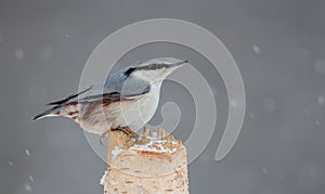 Eurasian nuthatch - Sitta europaea - in winter