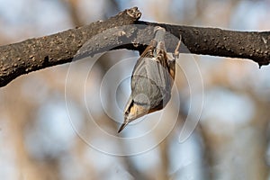 European nuthatch Sitta europaea on a tree bark