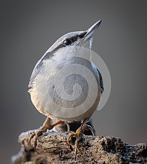 Eurasian nuthatch (Sitta europaea) photo