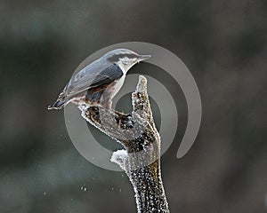 The Eurasian nuthatch, Sitta europaea