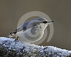 The Eurasian nuthatch, Sitta europaea