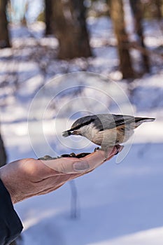 Eurasian nuthatch sitting on a human hand in winter forest