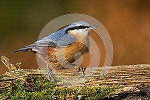 Eurasian nuthatch sitting on old tree in autumn nature