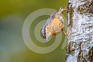 Eurasian Nuthatch on a tree