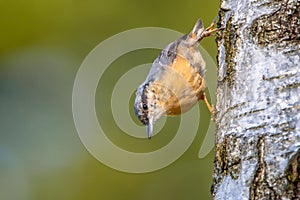 Eurasian Nuthatch on a tree photo