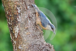 Eurasian nuthatch on tree during summer photo