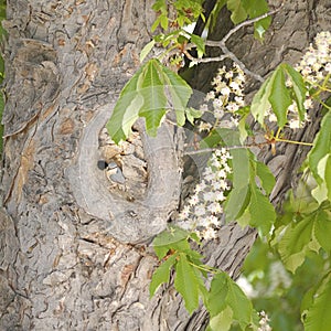 Eurasian nuthatch or wood nuthatch Sitta europaea