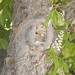 Eurasian nuthatch or wood nuthatch Sitta europaea