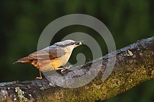 The Eurasian nuthatch or wood nuthatch Sitta europaea sitting on the branch