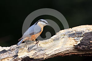 The Eurasian nuthatch or wood nuthatch Sitta europaea sitting on the treetrunk