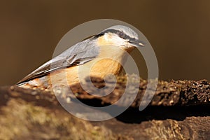 The Eurasian nuthatch or wood nuthatch Sitta europaea sitting on the treetrunk