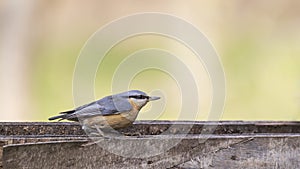 Eurasian Nuthatch on Wooden Feeder