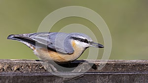 Eurasian Nuthatch on Wooden feeder with Sunflower Seed