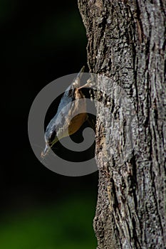Eurasian nuthatch (Sitta europaea) perched on the side of a tree trunk