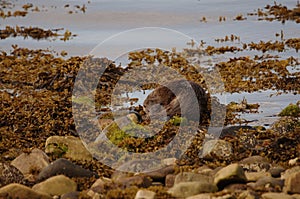 Eurasian Otter aka Sea Otter (Lutra lutra) on the Isle of Jura an inner Hebridean Island in Scotland, UK