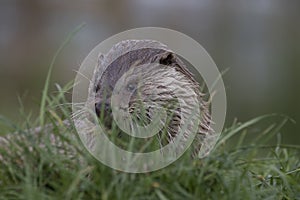 Euroasian otter close up portrait