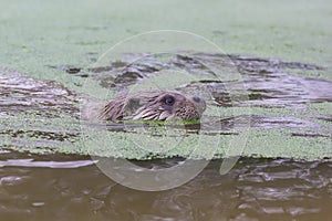 Eurasian otter close up portrait while swimming