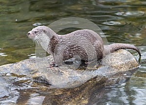 Eurasian otter Lutra lutra