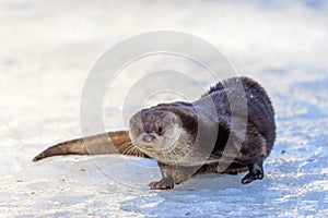 Eurasian otter (Lutra lutra