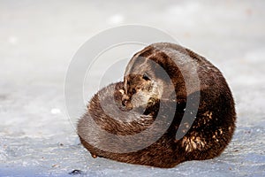 Eurasian otter (Lutra lutra