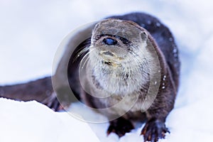 Eurasian otter (Lutra lutra