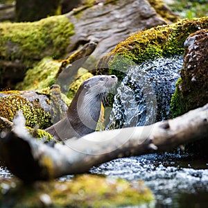 Eurasian otter (Lutra lutra)