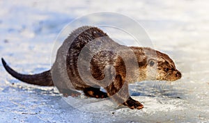 Eurasian otter (Lutra lutra)