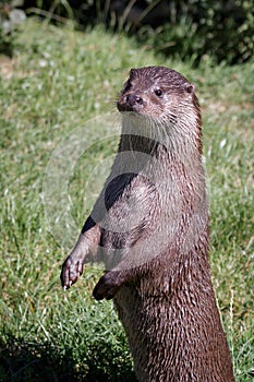 Eurasian Otter (Lutra lutra)