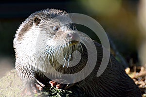 Eurasian otter Lutra lutra