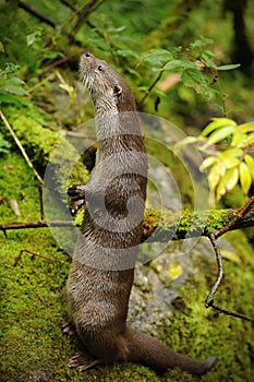 The Eurasian otter Lutra lutra