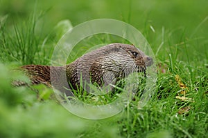 The Eurasian otter Lutra lutra